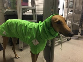 2022----- Spidey in his raincoat (c) Anjan Chakravartty and Aleksandra Hernandez.jpg